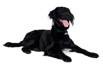 Image showing Happy Flat-Coated Retriever dog taken on at clean white backgrou