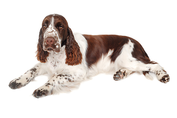 Image showing Sad English Springer Spaniel dog taken on at clean white backgro