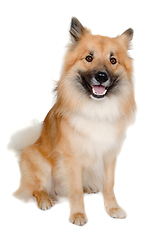 Image showing Happy Eurasier dog