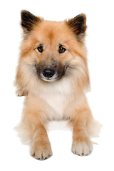 Image showing Happy Eurasier dog