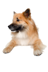 Image showing Happy Eurasier dog 