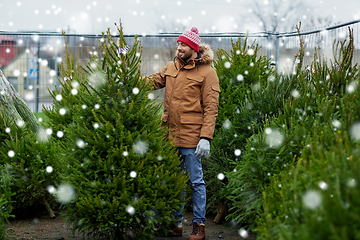 Image showing happy man choosing christmas tree at market