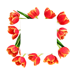 Image showing Tulip Flowers of Spring Abstract Background Frame