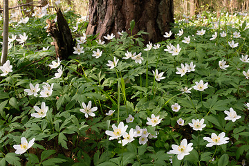 Image showing Single flower of Windflower(Anemone nemorosa) closeup