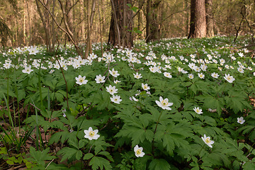 Image showing Single flower of Windflower(Anemone nemorosa) closeup