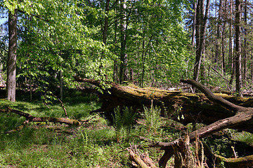 Image showing Hornbeam tree deciduous forest in spring