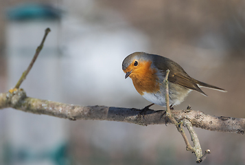 Image showing European robin (Erithacus rubecula) in snow