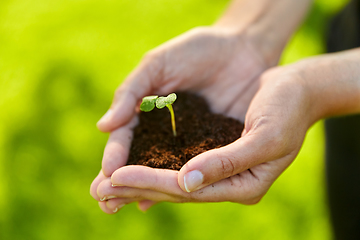 Image showing hands holding plant growing in handful of soil