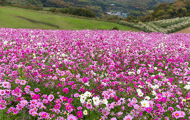 Image showing Pink cosmos flower