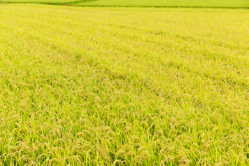 Image showing Paddy field