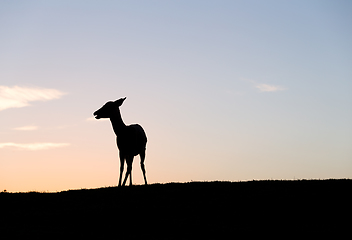 Image showing Silhouette of Deer under sunset