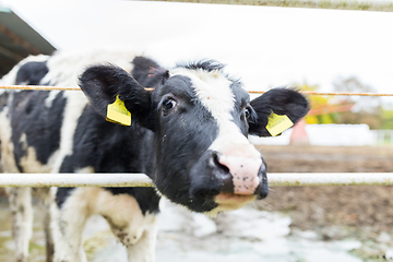 Image showing Cows in farm