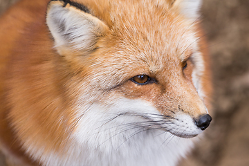 Image showing Fox close up