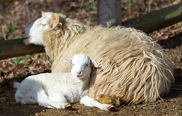 Image showing Sheep with lamb, easter symbol