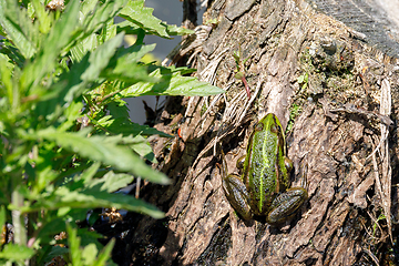 Image showing Beautiful marsh frog, European wildlife