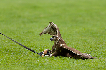 Image showing trained bird falcon flying in nature