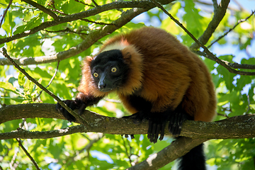 Image showing Red ruffed lemur, Varecia rubra