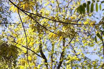 Image showing spring trees