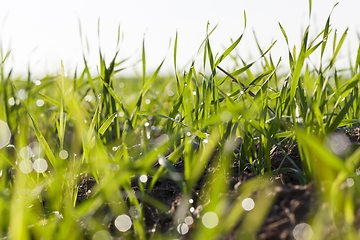 Image showing sprouts of wheat