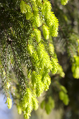 Image showing young soft needles