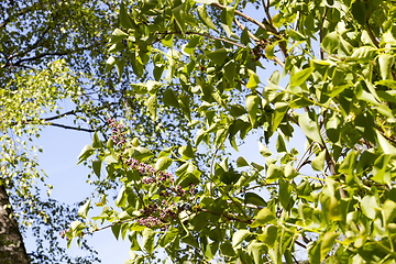 Image showing beautiful young lilac foliage