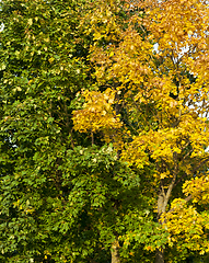 Image showing foliage maples