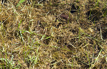 Image showing green and yellow grass