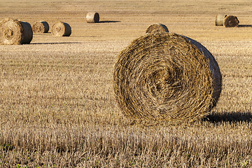 Image showing stacks of straw