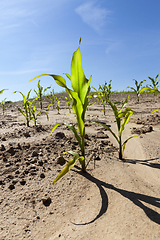 Image showing high young green plant corn