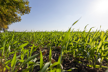 Image showing beautiful young wheat