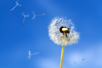 Image showing blue sky