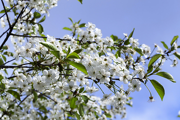 Image showing white cherry