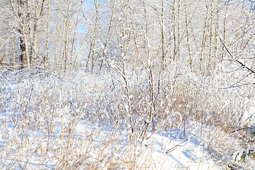 Image showing Snow forest