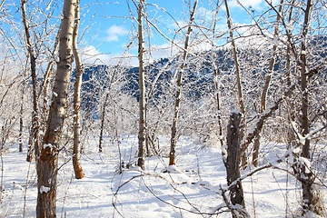 Image showing Snow forest