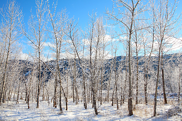 Image showing Snow forest