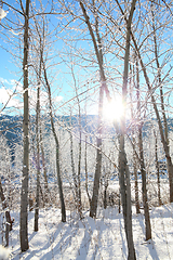 Image showing Snow forest