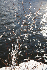 Image showing Snow twigs