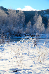 Image showing Frozen plants