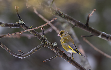 Image showing European Greenfinch(Chloris chloris) male in spring