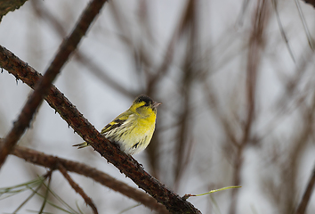 Image showing Eurasian siskin (Spinus spinus) in sunlight