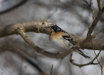 Image showing Brambling (Fringilla montifringilla) in springtime sun