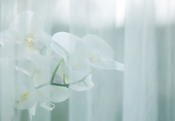 Image showing blooming orchid behind a white curtain