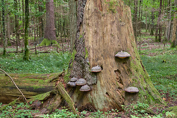 Image showing Group of Polypore fungi in fall