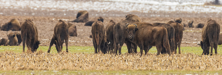 Image showing European Bison herd grazing in field