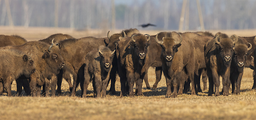 Image showing European bison grazing in sunny day