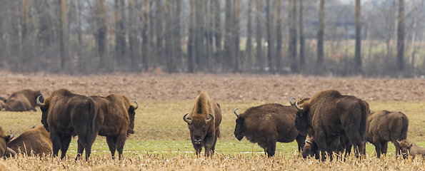 Image showing European Bison herd grazing in field
