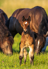 Image showing Horses grazing in pasture