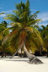 Image showing Tropical beach. The Dominican Republic, Saona Island