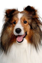 Image showing Happy shetland sheepdog taken on at clean white background