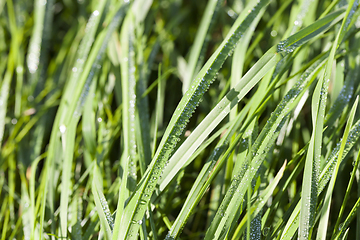 Image showing sun-lit grass